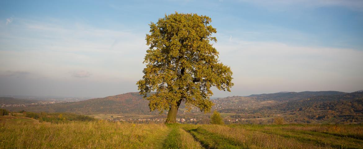 Samotny dąb