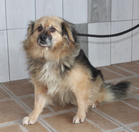 piesek do odbioru ze schroniska