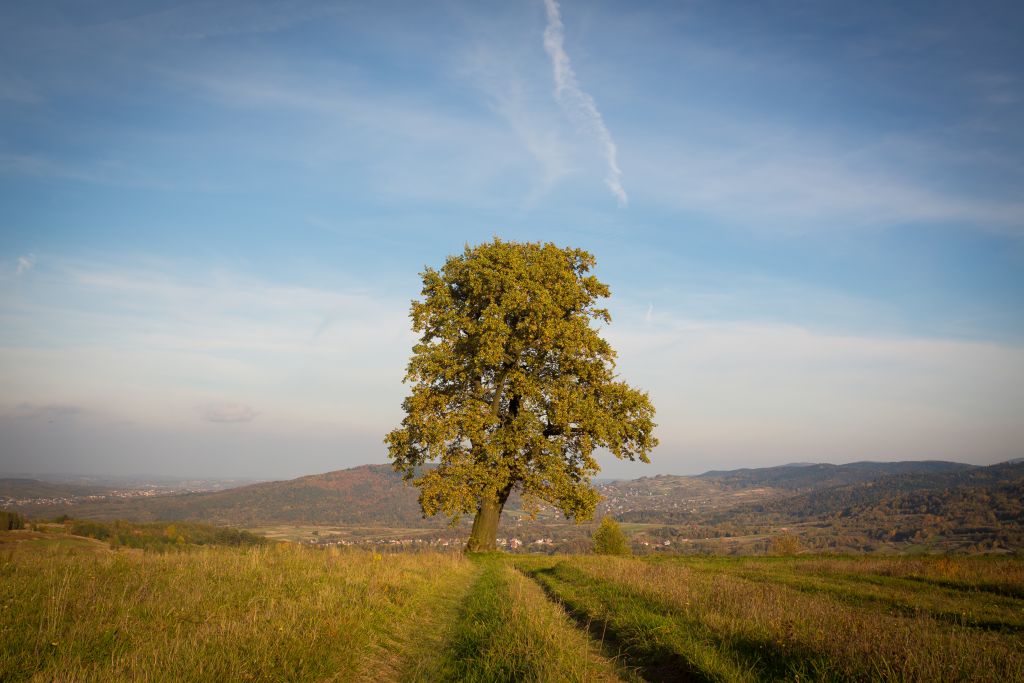 Samotny Dąb pod Lasem Groby w Harbutowicach