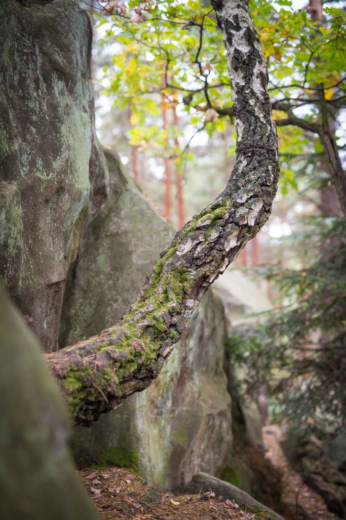 Diabelski Kamień - mur skalny